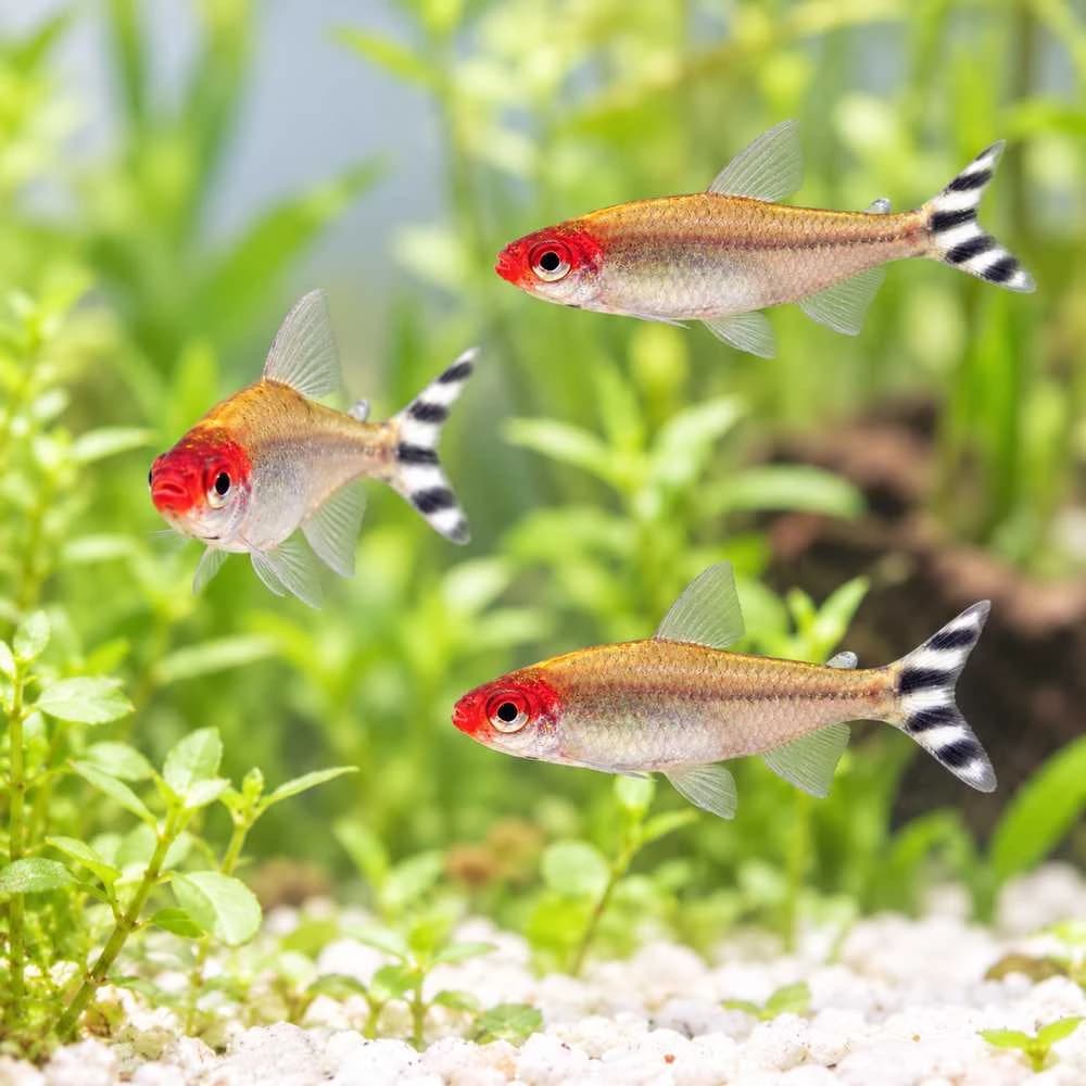 Rummy Nose Tetra India, buy Rummy Nose Tetra, Hemigrammus bleheri, Rummy Nose Tetra aquarium fish, peaceful schooling fish for aquarium, South American community fish, Rummy Nose Tetra care, Rummy Nose Tetra temperature and pH, Rummy Nose Tetra group size, Rummy Nose Tetra aquarium size, live aquarium fish Bangalore