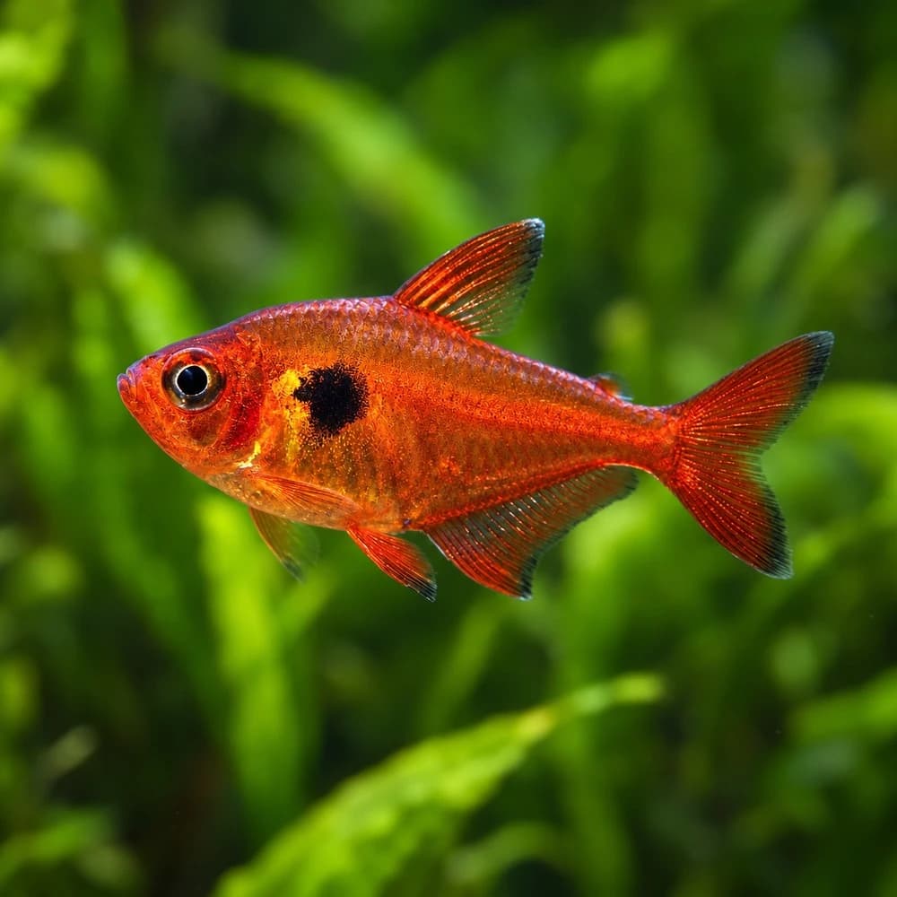 Serpae Tetra India, buy Serpae Tetra, Hyphessobrycon eques, Blood Tetra fish, Red Minor Tetra, Serpae Tetra aquarium fish, South American tetra for planted aquarium, colourful community aquarium fish, Serpae Tetra care, Serpae Tetra temperature and pH, Serpae Tetra group size, live aquarium fish Bangalore