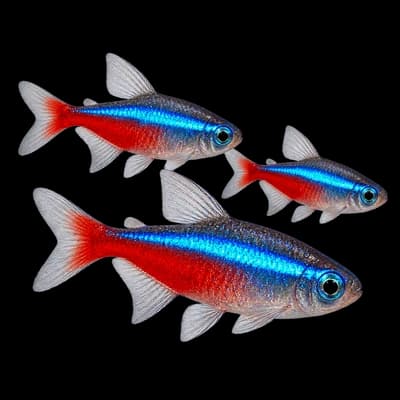 Tetras