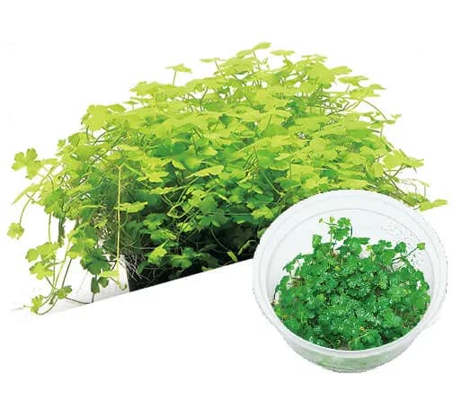 IC014,Hydrocotyle tripartita, Hydrocotyle Japan, aquarium carpeting plant, clover leaf aquatic plant, foreground plant aquarium, easy carpet plant, fast growing aquarium plant, CO2 groundcover plant, aquatic plant for hardscape, midground aquarium plant