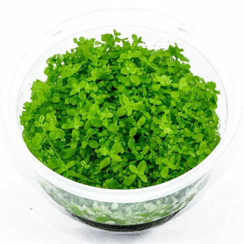 ADA IC029, Micranthemum Monte Carlo, Monte Carlo Pearlweed, aquarium carpeting plant, foreground carpeting plant, CO₂ carpet plant, easy aquarium carpet, Argentina aquarium plant, tissue culture Monte Carlo, green carpet aquatic plant, aquascaping foreground plant