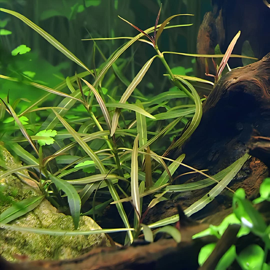ADA IC034, Hygrophila lancea Araguaia, Araguaia Hygrophila, narrow leaf stem plant, red-toned aquarium plant, medium light stem cluster, CO₂ aquarium accent plant, midground Hygrophila, tissue culture Araguaia, aquatic red plant, ADA stem accent plant