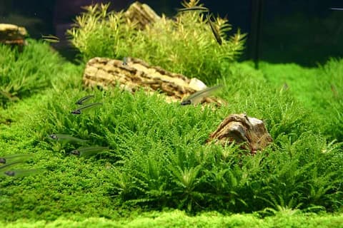 ADA IC035, Pogostemon helferi, rosette midground plant, bushy aquarium plant, textured aquarium plant, CO₂ midground plant, medium light Pogostemon, tissue culture Pogostemon helferi, aquarium midground greenery, lush midground plant, planted tank Pogostemon