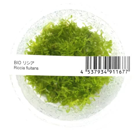 ADA IC040, Riccia fluitans, floating moss, aquascape riccia, carpet moss plant, foreground aquatic plant, CO₂ moss, high-tech aquarium moss, shrimp tank moss, tissue culture Riccia, aquarium carpeting moss