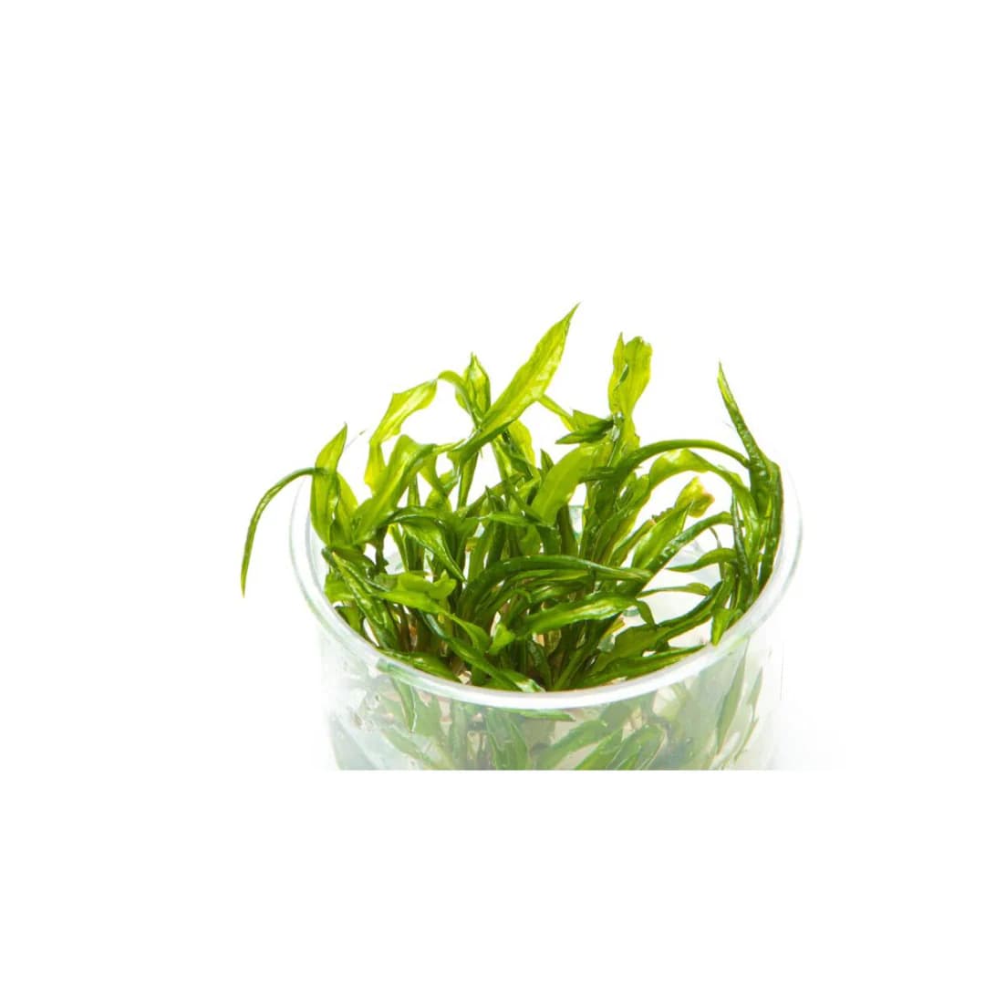 ADA IC098, Cryptocoryne balansae, tall cryptocoryne, textured rosette plant, midground background plant, Sri Lanka crypt, CO₂ optional aquarium plant, easy crypt plant, tissue culture Cryptocoryne balansae, aquarium texture plant, cryptocoryne care guide