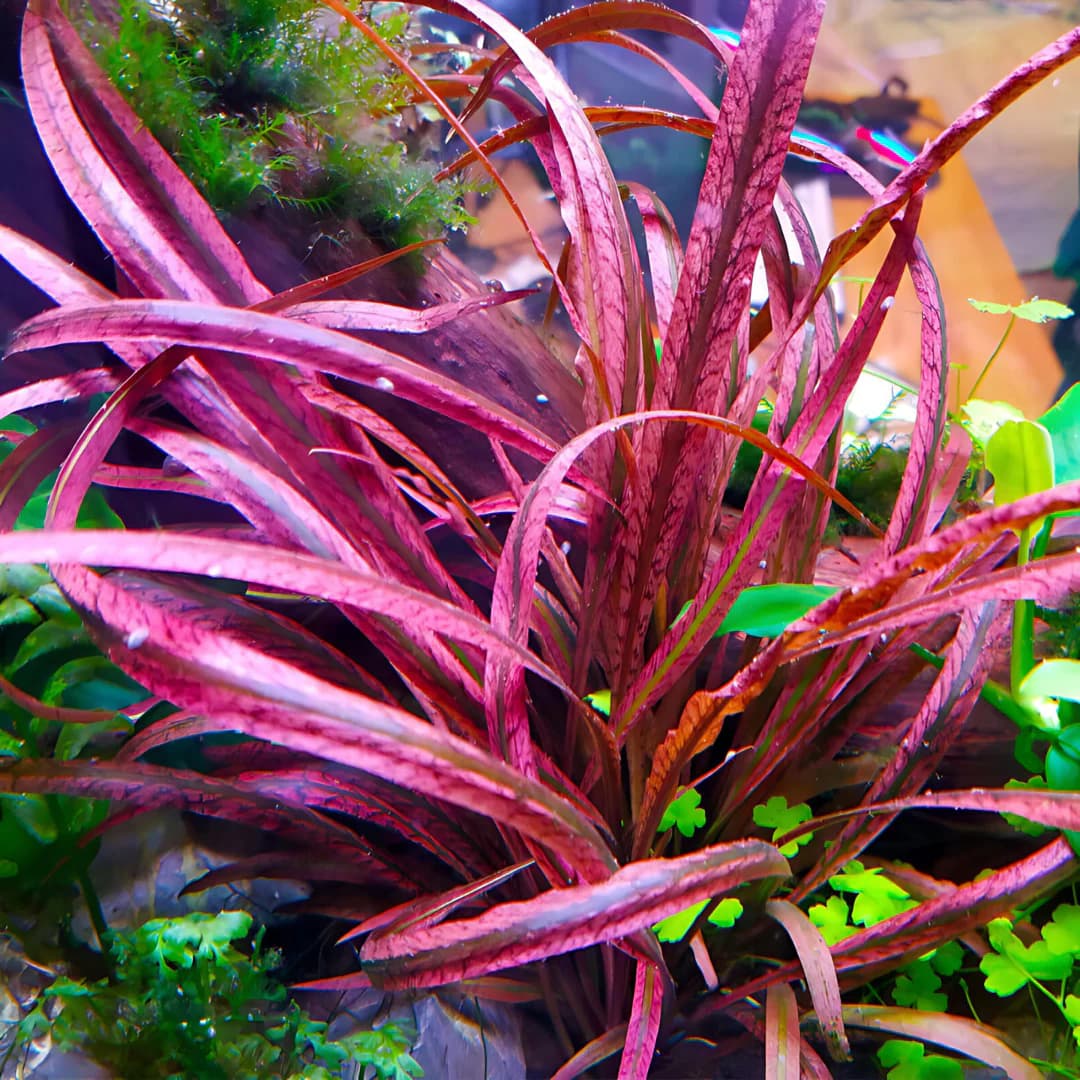 ADA IC195, Cryptocoryne spiralis red, red spiral crypt plant, SE Asia cryptocoryne, midground red aquarium plant, tissue culture Cryptocoryne spiralis, low light red rosette plant, easy red aquarium plant, spiralis red care, aquarium midground accent, crypt aquascape plant