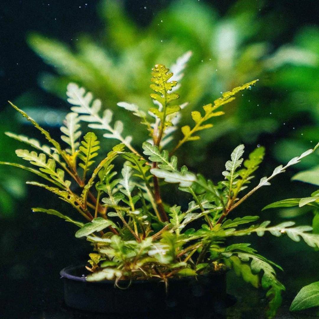 ADA IC202, Hygrophila pinnatifida, fern-like stem aquarium plant, Indian aquarium plant, midground epiphyte, tissue culture Hygrophila, aquarium plant with feathery leaves, CO₂ recommended stem plant, potassium deficiency plant, aquascaping accent plant, adaptable aquarium plant