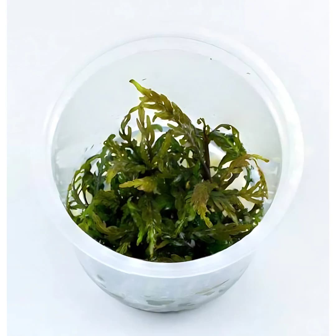 ADA IC202, Hygrophila pinnatifida, fern-like stem aquarium plant, Indian aquarium plant, midground epiphyte, tissue culture Hygrophila, aquarium plant with feathery leaves, CO₂ recommended stem plant, potassium deficiency plant, aquascaping accent plant, adaptable aquarium plant