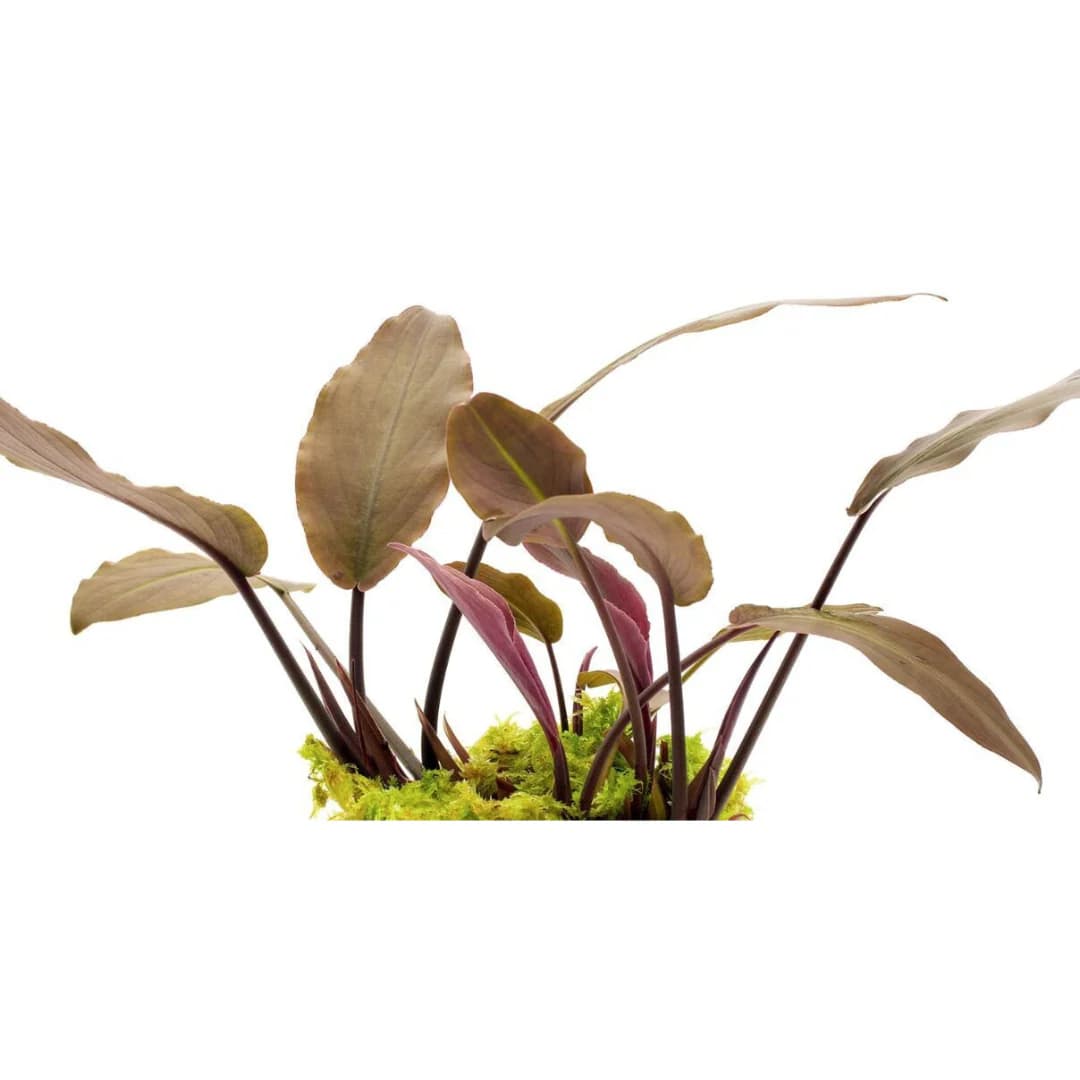 ADA IC215, Lagenandra keralensis, Kerala aquarium plant, narrow leaf rosette, Indian aquatic plant, easy midground plant, low-tech rosette plant, tissue culture Lagenandra, green red aquarium plant, planted tank midground, aquascaping rosette