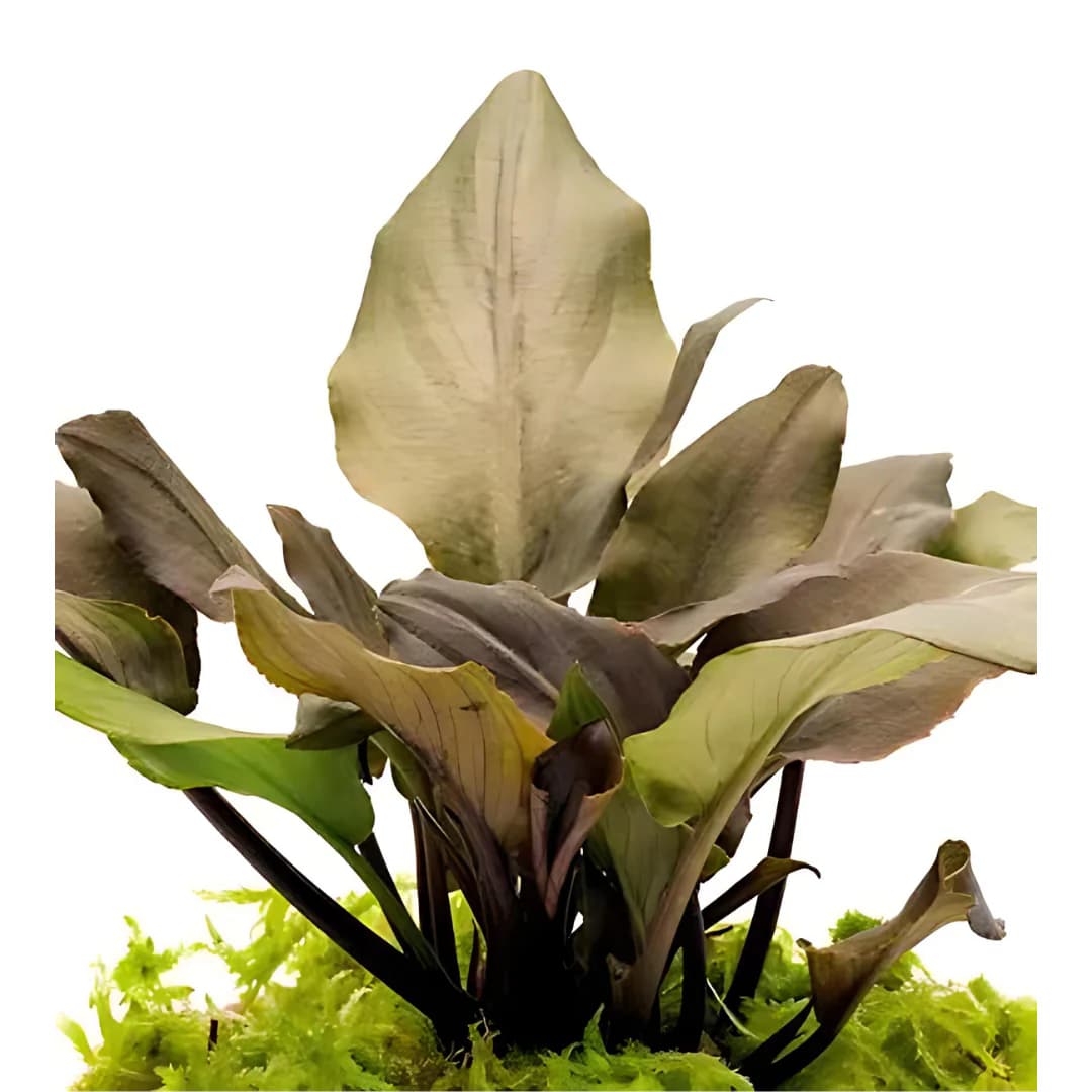 ADA IC215, Lagenandra keralensis, Kerala aquarium plant, narrow leaf rosette, Indian aquatic plant, easy midground plant, low-tech rosette plant, tissue culture Lagenandra, green red aquarium plant, planted tank midground, aquascaping rosette