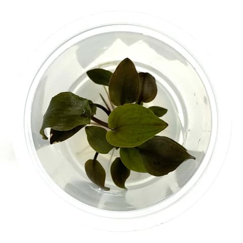 ADA IC229, Lagenandra meeboldii rubin, red Lagenandra, midground rosette plant, tissue culture Lagenandra, burgundy aquarium plant, low light red plant, easy rosette plant, aquatic red foliage, planted tank accent plant, Indian aquarium plant