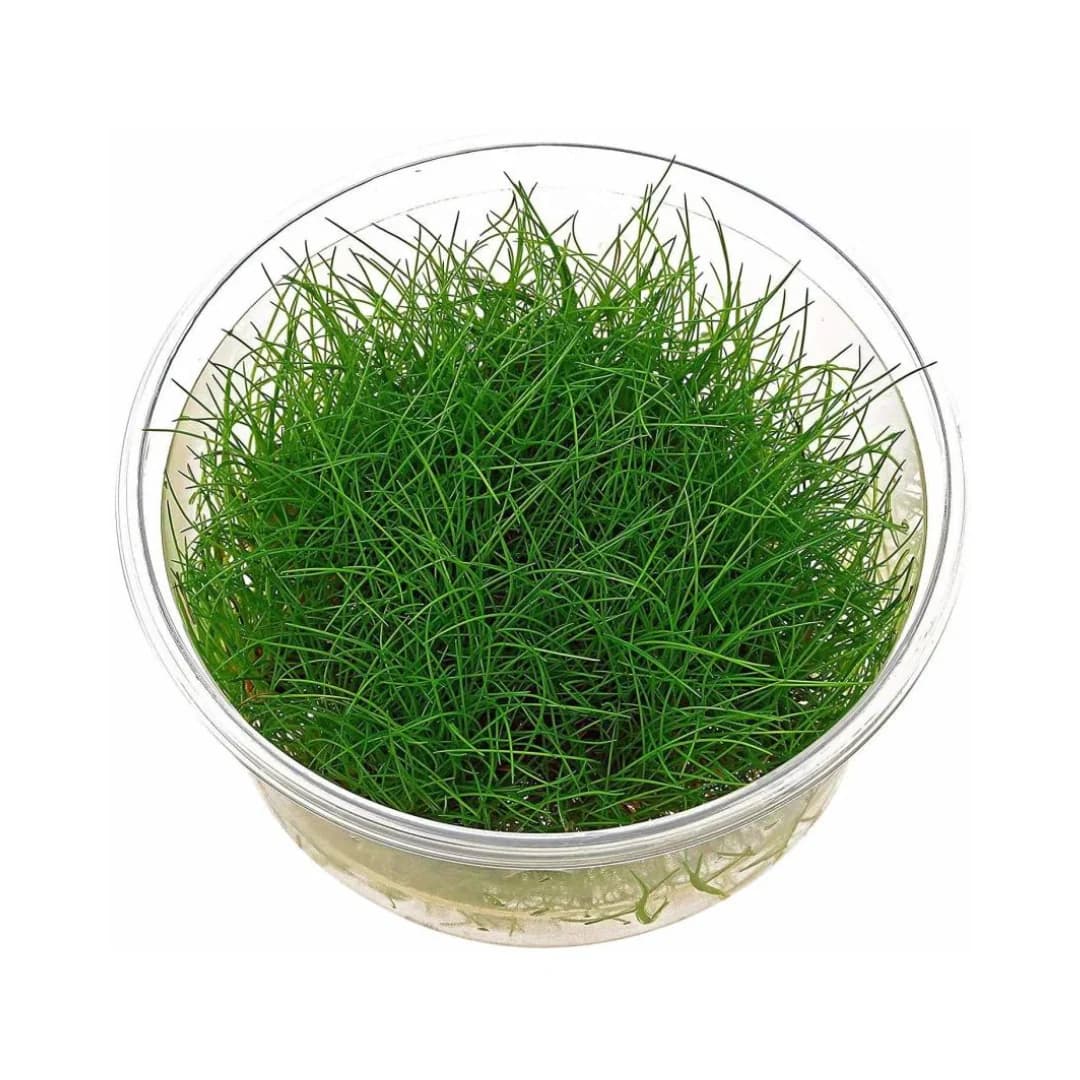 ADA IC298, Eleocharis acicularis, dwarf hairgrass, carpeting aquarium plant, foreground grass plant, CO₂ hairgrass, tissue culture Eleocharis, planted tank carpet, natural aquarium foreground, bright green hairgrass, easy aquascape plant