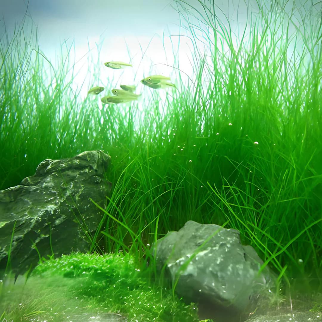 ADA IC298, Eleocharis acicularis, dwarf hairgrass, carpeting aquarium plant, foreground grass plant, CO₂ hairgrass, tissue culture Eleocharis, planted tank carpet, natural aquarium foreground, bright green hairgrass, easy aquascape plant
