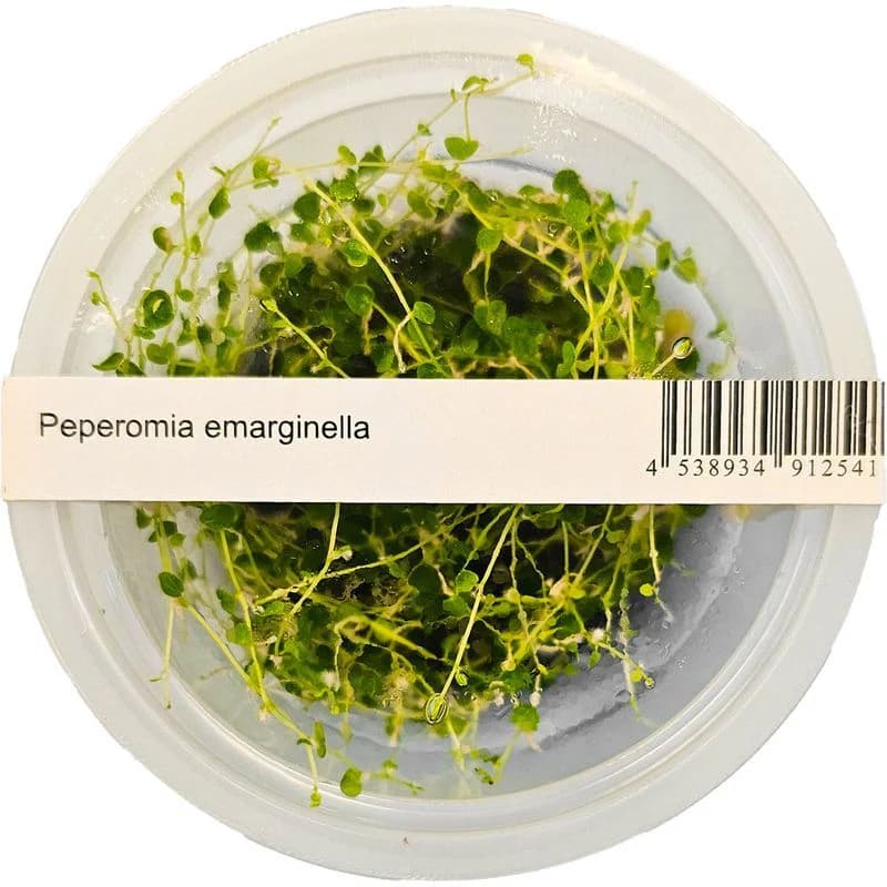 Buy ADA IC346 Peperomia emarginella, ADA tissue culture plants India, ADA terrarium plants India, ADA DOOA plants, Peperomia emarginella ADA cup, ADA greenhouse plants India, ADA IC346 India price, ADA paludarium plants, ADA emersed plants, ADA Nature Aquarium terrarium