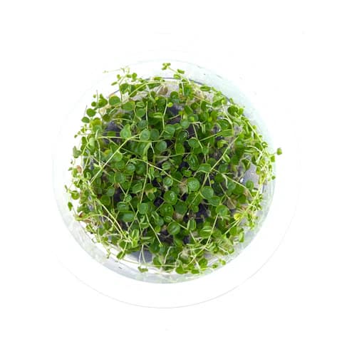Buy ADA IC346 Peperomia emarginella, ADA tissue culture plants India, ADA terrarium plants India, ADA DOOA plants, Peperomia emarginella ADA cup, ADA greenhouse plants India, ADA IC346 India price, ADA paludarium plants, ADA emersed plants, ADA Nature Aquarium terrarium