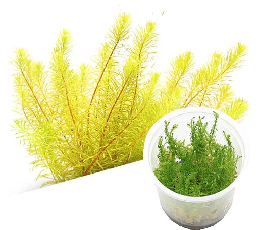 ADA IC392, Rotala wallichii Bangladesh, Rotala sp Bangladesh, stem aquarium plant, high-tech aquascape plant, CO₂ aquarium stem, tissue culture Rotala, red-blush grass stem, fine-leaved Rotala, advanced aquarium plant, aquascaping background plant