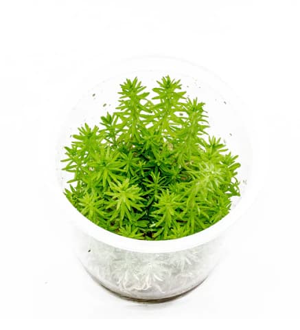Pogostemon erectus, aquatic conifer stem plant, background stem aquarium plant, medium-high light stem, CO₂ aquarium background plant, tissue culture Pogostemon, planted tank background accent, needle-foliage aquarium plant, Aquaforesta IC405, elegant aquascape stem plant