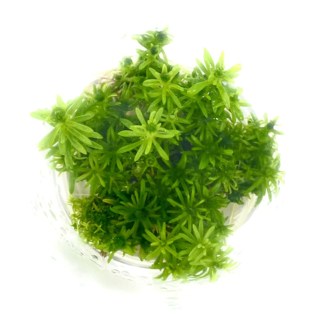 Pogostemon erectus, aquatic conifer stem plant, background stem aquarium plant, medium-high light stem, CO₂ aquarium background plant, tissue culture Pogostemon, planted tank background accent, needle-foliage aquarium plant, Aquaforesta IC405, elegant aquascape stem plant