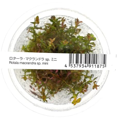 ADA IC438, Rotala macrandra mini, Rotala macrandra sp mini, compact pink stem plant, high-tech stem aquarium plant, tissue culture Rotala, CO₂ aquarium plant, midground red accent, Southeast Asia aquatic stem, advanced aquarium plant, planted tank accent foliage