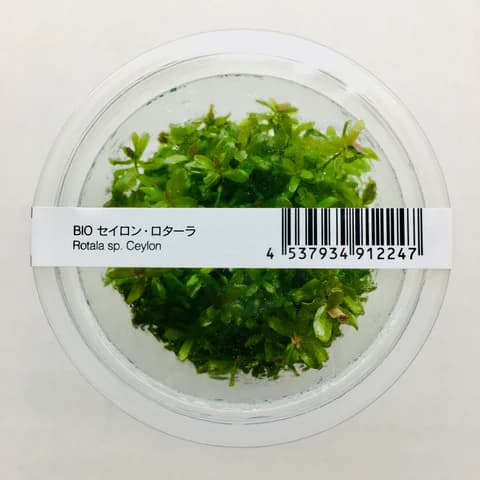ADA IC439, Rotala sp Ceylon, Rotala Ceylon, Ceylon stem plant, background aquarium stem, fast-growing aquarium plant, tissue culture Rotala, CO₂ aquarium plant, pink-tinged Rotala, Sri Lanka aquatic plant, hardy stem background