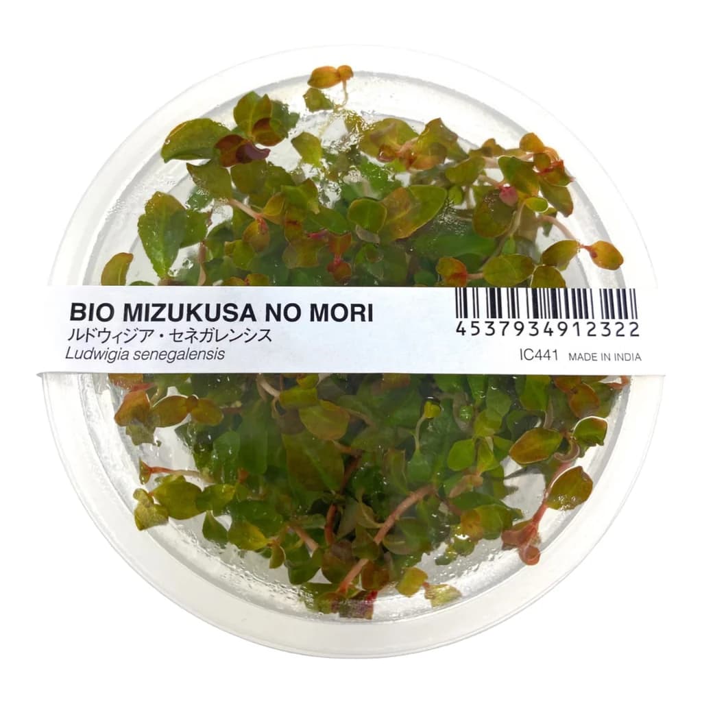 ADA IC441, Ludwigia arcuata, flame leaf stem plant, red accent foreground plant, high-tech stem plant, planted tank red stem, tissue culture Ludwigia, CO₂ aquarium plant, narrow leaf Ludwigia, Southeast USA aquatic plant, foreground accent stem