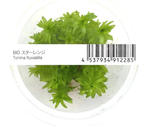 ADA IC464, Tonina fluviatilis, Tonina aquarium plant, lance leaf background stem, Amazon stem plant, aquatic white flower plant, tissue culture Tonina, planted tank background accent, CO₂ aquarium stem, medium light background plant, high-tech aquatic foliage