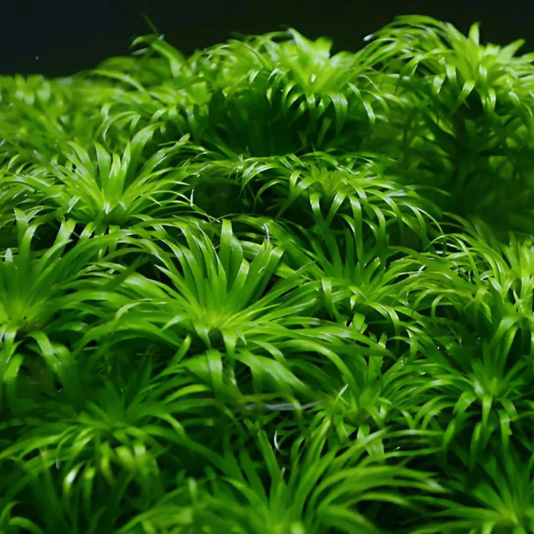 ADA IC464, Tonina fluviatilis, Tonina aquarium plant, lance leaf background stem, Amazon stem plant, aquatic white flower plant, tissue culture Tonina, planted tank background accent, CO₂ aquarium stem, medium light background plant, high-tech aquatic foliage