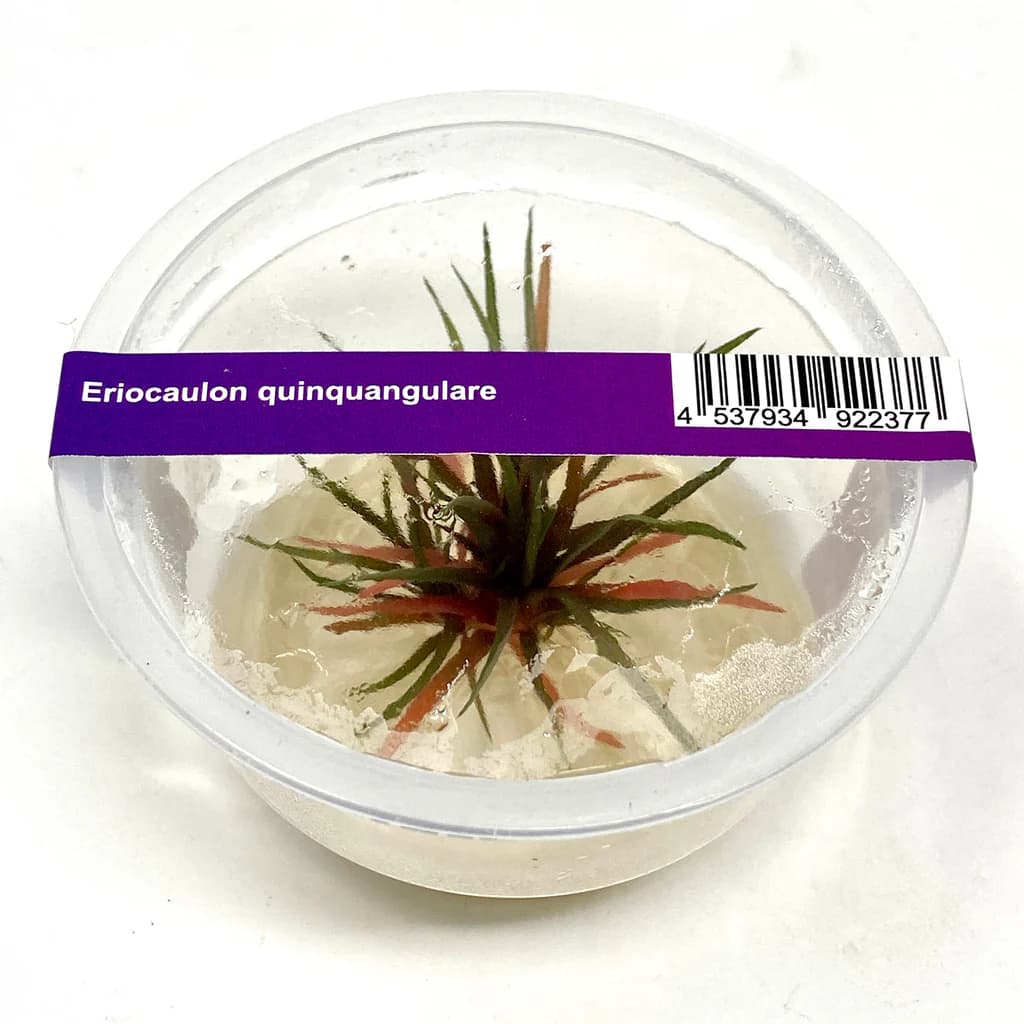 ADA IC466, Eriocaulon quinquangulare, needle rosette plant, foreground aquarium plant, compact rosette aquatic plant, high-tech nano plant, ammonia substrate Eriocaulon, tissue culture Eriocaulon, advanced aquarium plant, red base rosette, Southeast Asia aquatic plant