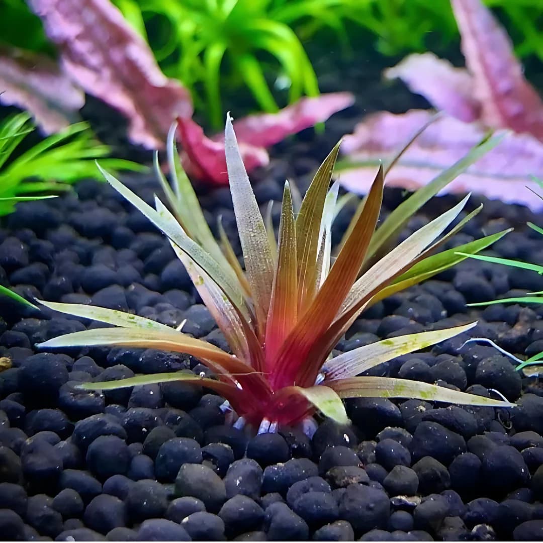 ADA IC466, Eriocaulon quinquangulare, needle rosette plant, foreground aquarium plant, compact rosette aquatic plant, high-tech nano plant, ammonia substrate Eriocaulon, tissue culture Eriocaulon, advanced aquarium plant, red base rosette, Southeast Asia aquatic plant