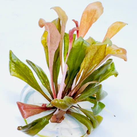 ADA IC471, Samolus parviflorus Red, red aquarium plant, midground aquatic plant, rosette stem plant, aquarium red foliage, easy red stem plant, tissue culture aquarium plant, aquatic plant for contrast, compact red plant, planted tank red accent