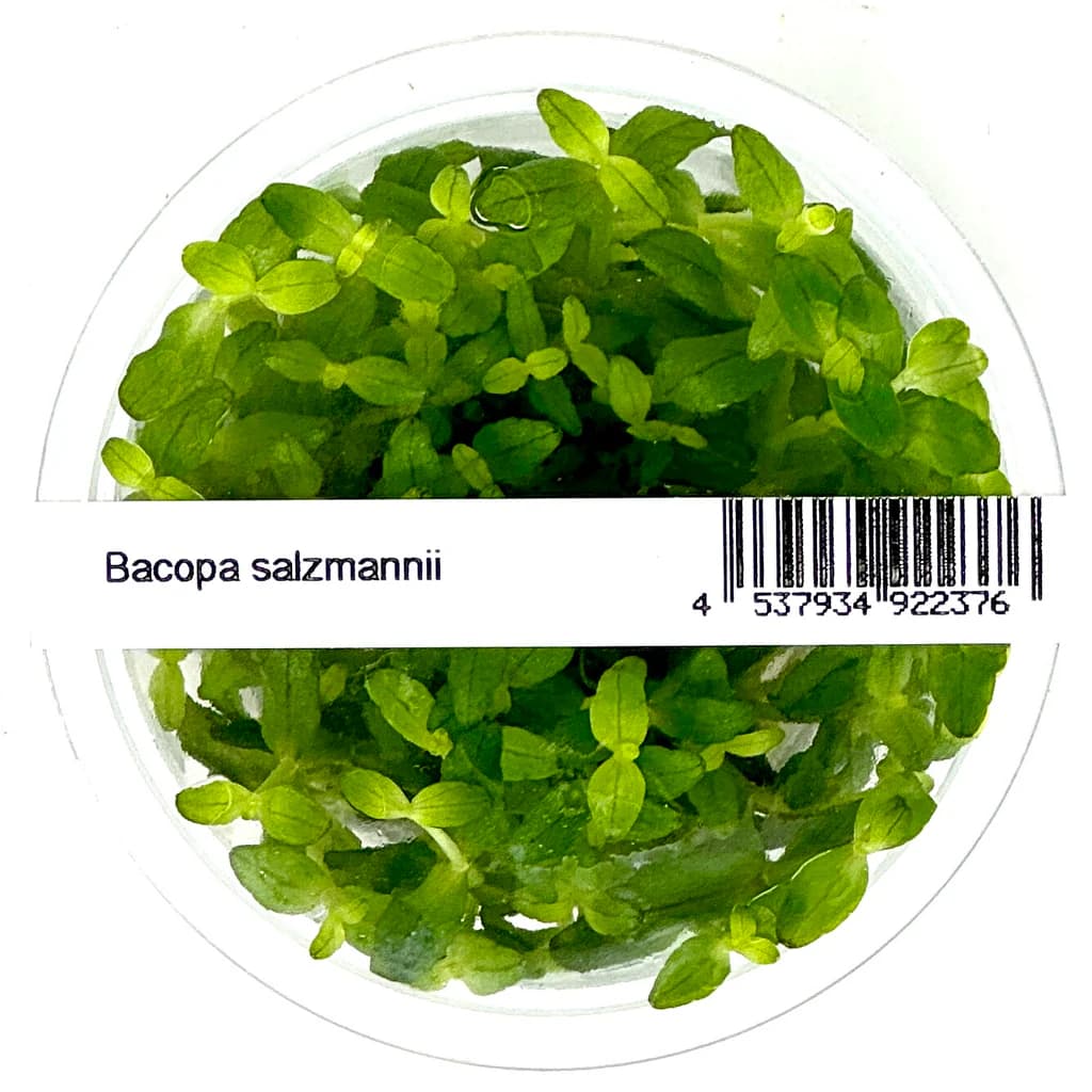 ADA IC472, Bacopa salzmannii, purple bacopa, Bacopa aquarium plant, midground stem plant, violet aquarium plant, tissue culture bacopa, planted tank accent, CO₂ aquarium plant, colorful stem plant, easy purple plant