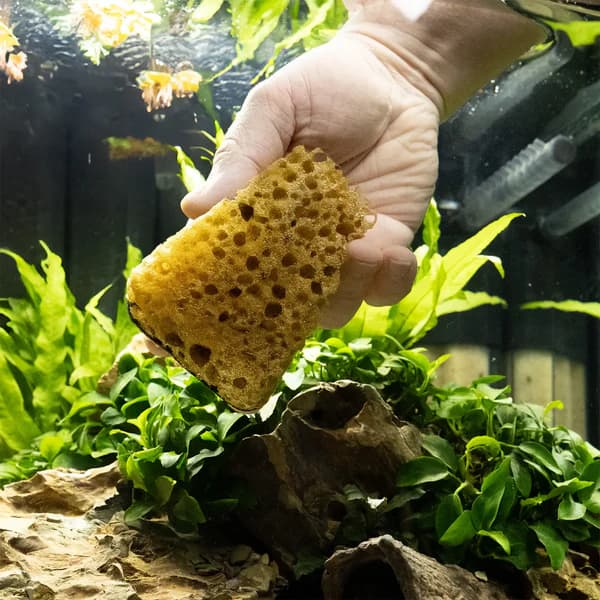 Buy Cleanator aquarium cleaner, Dennerle Cleanator, aquarium glass cleaner tool, manual algae cleaner aquarium, freshwater aquarium cleaning tool, aquarium maintenance cleaner, chemical free aquarium cleaning, aquarium surface cleaner