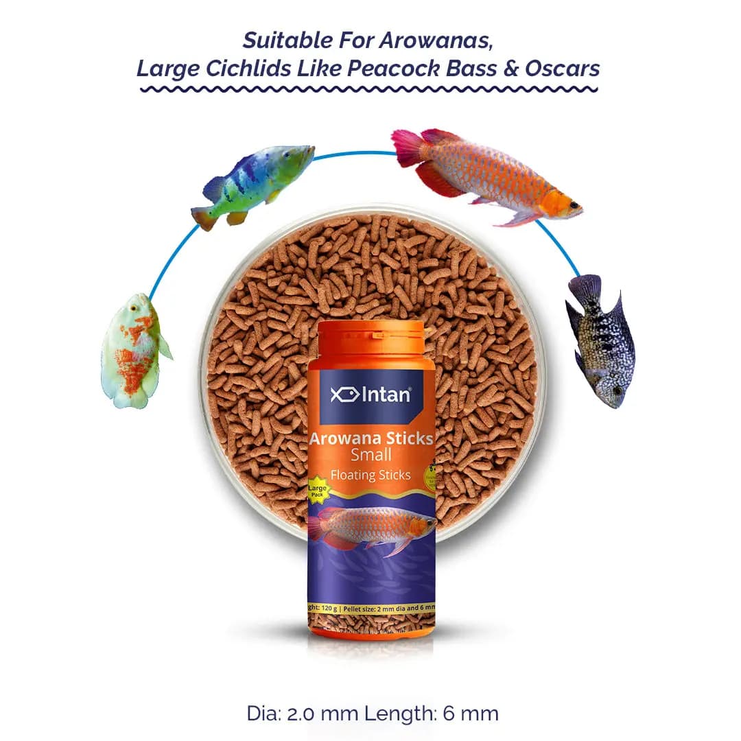 Intan Arowana Sticks - Small | Floating Fish Food - Intan Arowana Sticks Small, best arowana food India, floating fish food for Arowana, Arowana color enhancement food, predatory fish feed for Oscar and Peacock Bass, astaxanthin fish food, live feed alternative for Arowana, high protein floating pellets for Cichlids