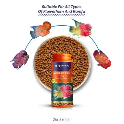 Intan Flower Horn Pellets - Big | Floating Fish Food - Intan Flower Horn Pellets Big, Flowerhorn fish food India, Kok growth fish food, Kamfa cichlid floating pellets, best food for Flowerhorn head hump, astaxanthin fish food for colour, high protein Flowerhorn food, floating pellets for cichlids India