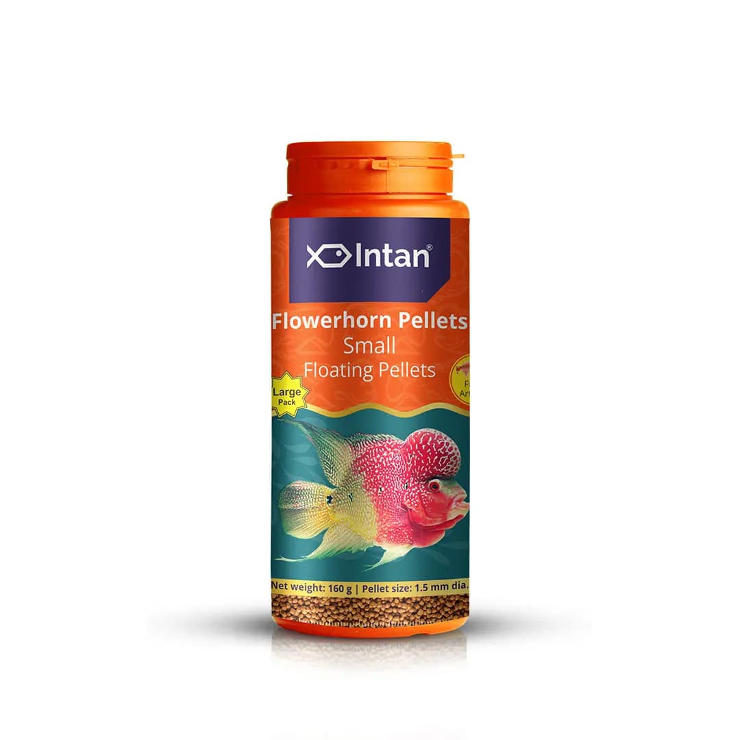 Intan Flower Horn Pellets - Small | Floating Fish Food - Intan Flower Horn Pellets Small, Flowerhorn fish food India, best food for kok growth, Kamfa cichlid pellets, floating fish food for Flowerhorn, astaxanthin fish food for color, high protein cichlid food, Flowerhorn food for juveniles, Intan fish food price India