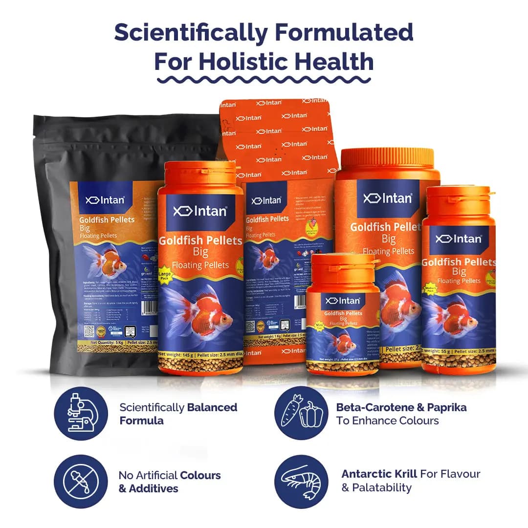 Intan Goldfish Pellets - Big | Floating Fish Food - Intan Goldfish Pellets Big, floating fish food for goldfish India, best goldfish food for colour enhancement, Ryukin Ranchu fish food, natural goldfish pellets no artificial colour, high protein goldfish food India, Intan fish feed 2.5mm pellets, goldfish food for Red Cap and Lionhead