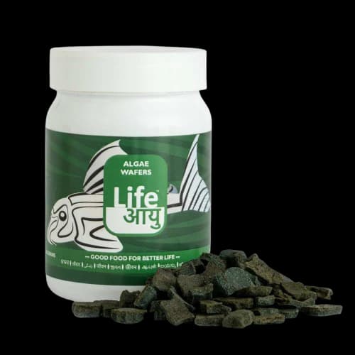 Buy Life AAYU Algae Wafer, pleco algae wafer, sinking wafers for catfish, spirulina algae wafers, bottom feeder fish food India, otocinclus food, pleco wafer diet, plant-based fish wafers, algae eating fish food, aquarium bottom feeder pellets