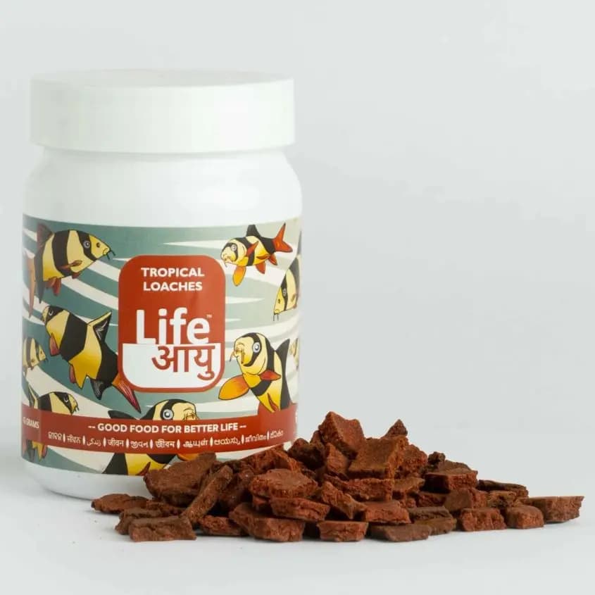 Buy Life AAYU Tropical Loaches, loach sinking pellets, kuhli loach food, clown loach diet, bottom feeder fish food India, tropical loach pellets, spirulina sinking pellets, hillstream loach food, botia fish diet, aquariumproductsindia fish food