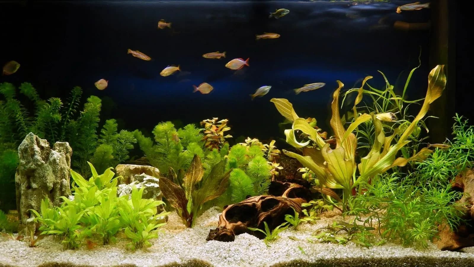 The Ultimate Beginners Guide: Basic Fish Keeping