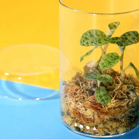 DOOA Glass Pot MARU