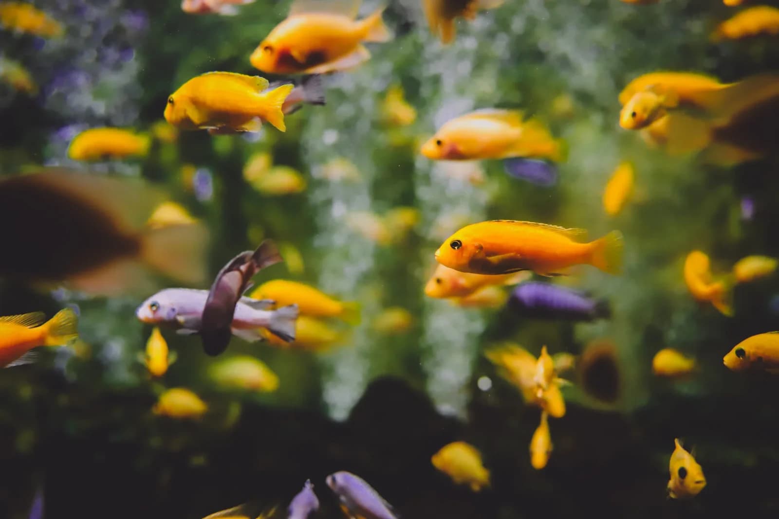 What is Aquascaping? Or what we call a Nature Aquarium