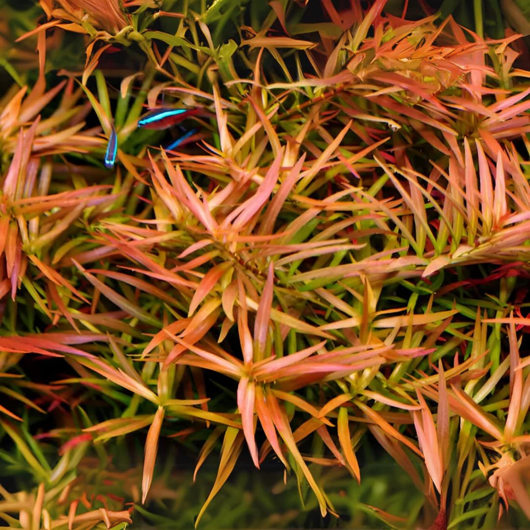 ADA Ludwigia arcuata, narrow‑leaf Ludwigia, red stem aquarium plant, needle leaf Ludwigia aquarium, ADA tissue culture plant, midground red stem plant, CO₂ aquarium plant, high light stem plant, aquascape background plant, aquatic needle stem