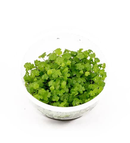 IC014,Hydrocotyle tripartita, Hydrocotyle Japan, aquarium carpeting plant, clover leaf aquatic plant, foreground plant aquarium, easy carpet plant, fast growing aquarium plant, CO2 groundcover plant, aquatic plant for hardscape, midground aquarium plant