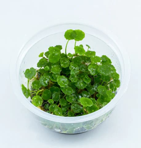 IC015,Hydrocotyle verticillata, whorled stem plant aquarium, Brazilian pennywort midground plant, tissue culture Hydrocotyle sip, medium light water plant, midground aquarium plant, CO₂ optional stem plant, cluster planting aquatic plant, easy planted aquarium plant, Hydrocotyle care guide