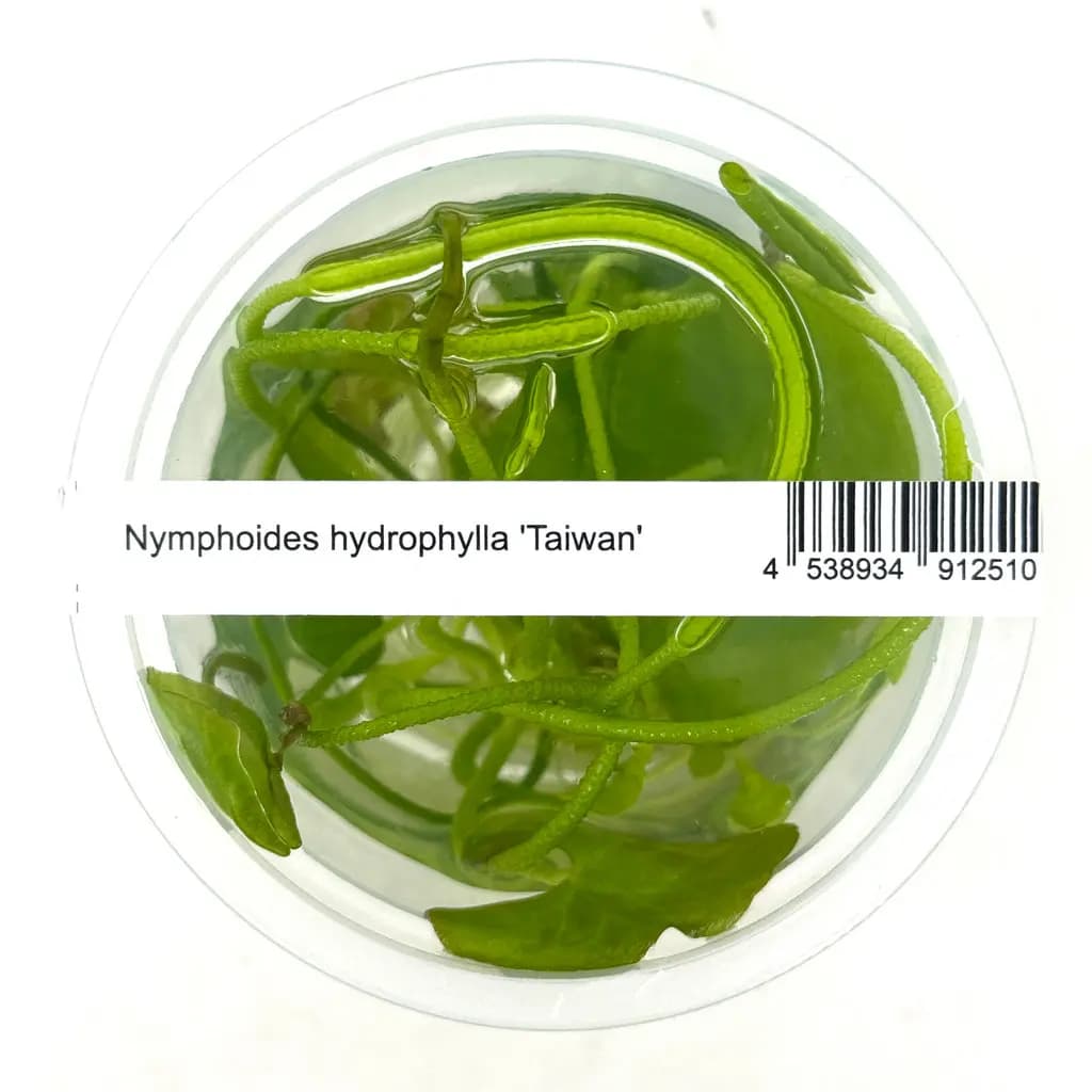 ADA IC351 Nymphoides hydrophylla 'Taiwan'