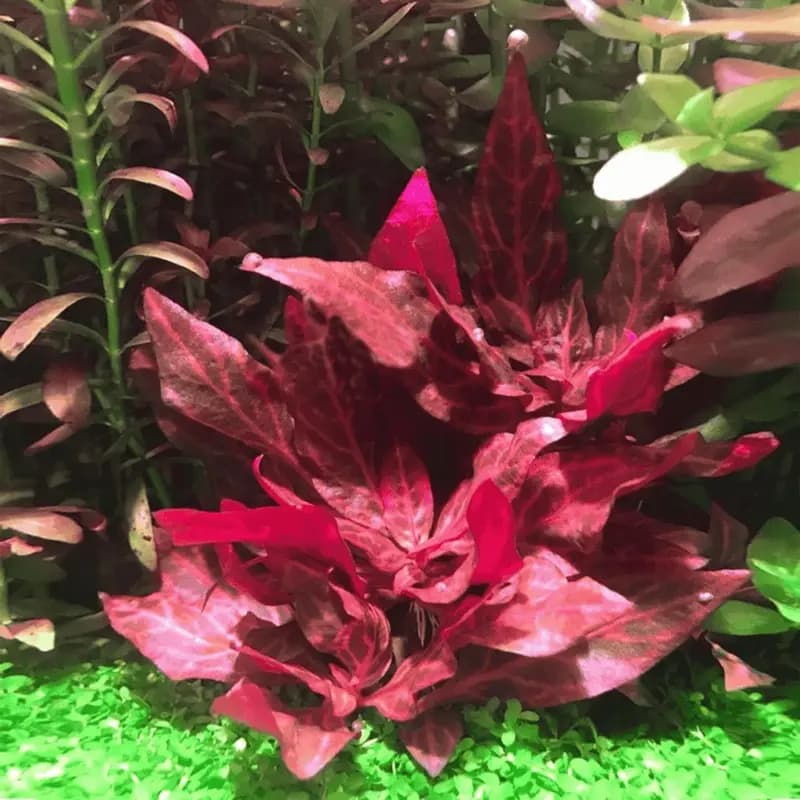 ADA IC127 Alternanthera reineckii ‘Rosanervig’