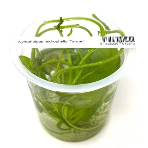 ADA IC351 Nymphoides hydrophylla 'Taiwan'