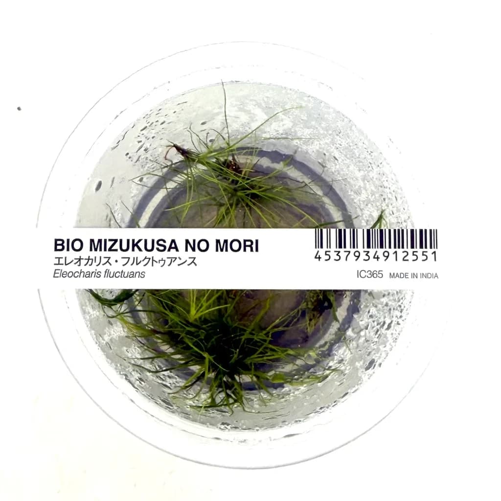 ADA IC365 Tissue Culture - Eleocharis fluctuans
