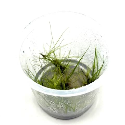 ADA IC365 Tissue Culture - Eleocharis fluctuans