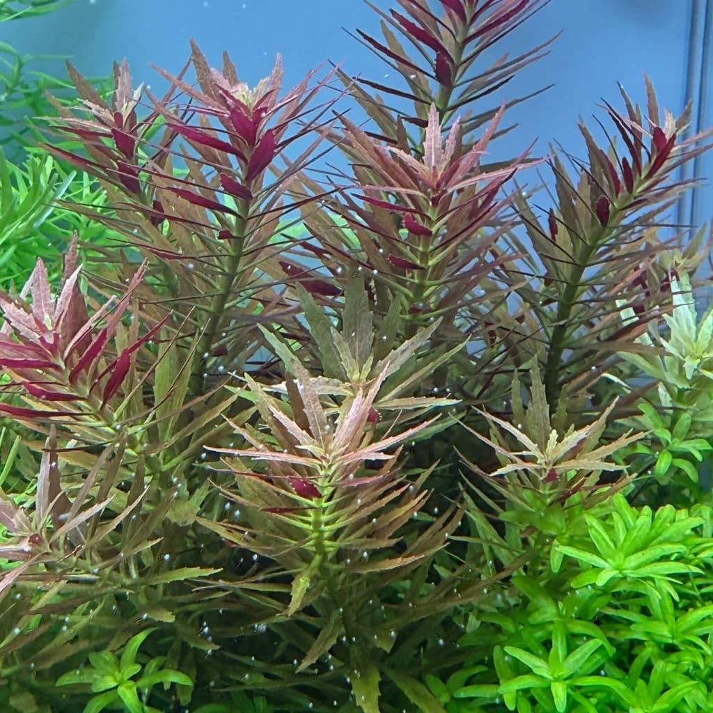 ADA IC481 Limnophila aromatica mini - Tissue Culture